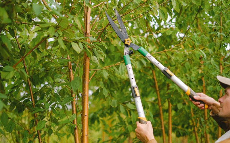 Tree trimming in Ashton, IA