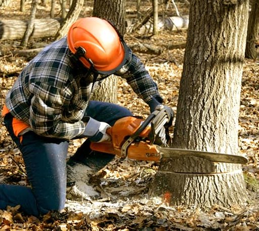 Tree Removal in Ashton, IA